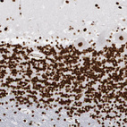 Immunohistochemical staining of human cerebellum shows strong nuclear positivity in cells in granular layer.