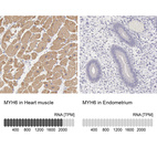 Anti-MYH6 Antibody