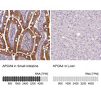 Anti-APOA4 Antibody