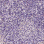 Anti-APOA4 Antibody