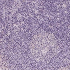Immunohistochemical staining of human lymph node shows no positivity in non-germinal center cells as expected.