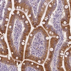 Immunohistochemical staining of human small intestine shows strong cytoplasmic positivity in glandular cells.