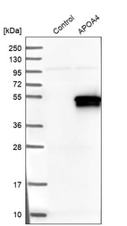 Western blot analysis in control (vector only transfected HEK293T lysate) and APOA4 over-expression lysate (Co-expressed with a C-terminal myc-DDK tag (~3.1 kDa) in mammalian HEK293T cells, LY424692).