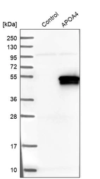 Western blot analysis in control (vector only transfected HEK293T lysate) and APOA4 over-expression lysate (Co-expressed with a C-terminal myc-DDK tag (~3.1 kDa) in mammalian HEK293T cells, LY424692).