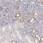 Immunohistochemical staining of human kidney shows moderate membranous positivity in cells in tubules.