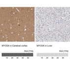 Immunohistochemistry analysis in human cerebral cortex and liver tissues using HPA001356 antibody. Corresponding MYO5A RNA-seq data are presented for the same tissues.
