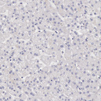 Anti-MYO5A Antibody