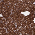 Anti-STX5 Antibody