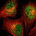 Immunofluorescent staining of human cell line U-2 OS shows localization to nucleoplasm & the Golgi apparatus.