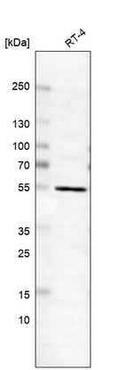 Anti-HNRNPH2 Antibody