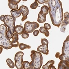 Immunohistochemical staining of human placenta shows moderate to strong cytoplasmic positivity in trophoblastic cells.