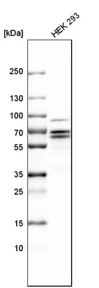 Western blot analysis in human cell line HEK 293.