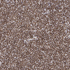 Immunohistochemical staining of human tonsil shows strong nuclear positivity in non-germinal center cells.
