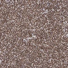 Immunohistochemical staining of human tonsil shows strong nuclear positivity in non-germinal center cells.