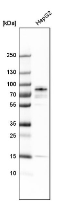 Western blot analysis in human cell line HepG2.