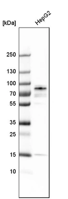 Western blot analysis in human cell line HepG2.