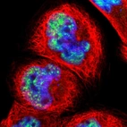 Immunofluorescent staining of human cell line A-431 shows localization to nuclear speckles.