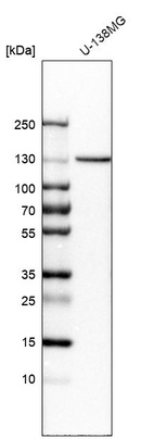 Anti-CDH13 Antibody