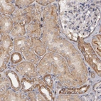 Immunohistochemical staining of human kidney shows weak to moderate granular cytoplasmic positivity in cells in tubules.