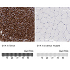 Anti-SYK Antibody