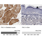 Anti-FHL1 Antibody