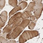 Immunohistochemical staining of human skeletal muscle shows high expression.