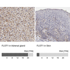 Anti-FLOT1 Antibody