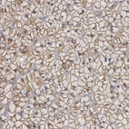Immunohistochemical staining of human Adrenal gland shows strong membranous positivity in glandular cells.