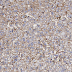 Anti-FLOT1 Antibody