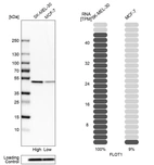 Western blot analysis in human cell lines SK-MEL-30 and MCF-7 using Anti-FLOT1 antibody. Corresponding FLOT1 RNA-seq data are presented for the same cell lines. Loading control: Anti-PFN1.