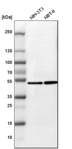 Western blot analysis in mouse cell line NIH-3T3 and rat cell line NBT-II.