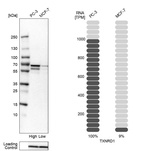 Western blot analysis in human cell lines PC-3 and MCF-7 using Anti-TXNRD1 antibody. Corresponding TXNRD1 RNA-seq data are presented for the same cell lines. Loading control: Anti-COX4I1.
