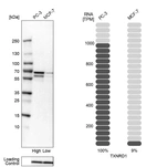 Western blot analysis in human cell lines PC-3 and MCF-7 using Anti-TXNRD1 antibody. Corresponding TXNRD1 RNA-seq data are presented for the same cell lines. Loading control: Anti-COX4I1.