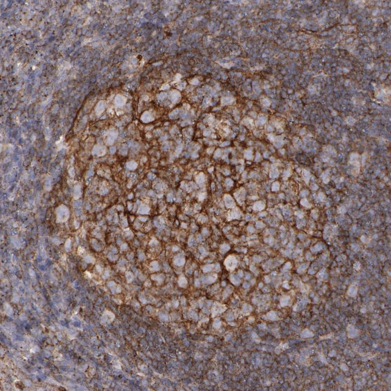 Anti-FLOT2 Antibody