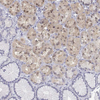 Immunohistochemical staining of human stomach shows weak cytoplasmic positivity in glandular cells.