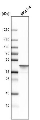 Western blot analysis in human cell line MOLT-4.