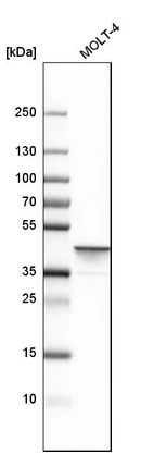 Western blot analysis in human cell line MOLT-4.