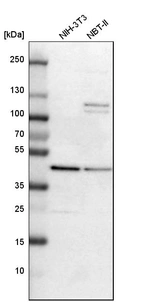Western blot analysis in mouse cell line NIH-3T3 and rat cell line NBT-II.