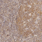 Anti-IMPDH2 Antibody