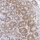 Immunohistochemical staining of human small intestine shows strong cytoplasmic positivity in glandular cells.