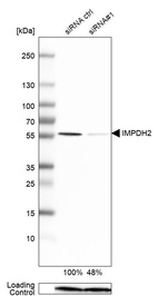 Anti-IMPDH2 Antibody