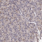 Immunohistochemical staining of human pancreas shows very weak nuclear positivity in exocrine glandular cells.