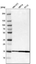 Western blot analysis in mouse cell line NIH-3T3, rat cell line NBT-II and rat cell line pC12.