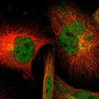 Immunofluorescent staining of human cell line U-251 MG shows localization to nucleoplasm & cytosol.