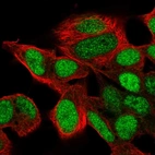 Immunofluorescent staining of human cell line SH-SY5Y shows localization to nucleoplasm.