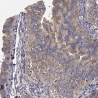 Anti-NEK9 Antibody