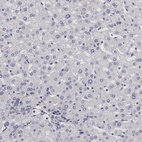 Anti-NEK9 Antibody