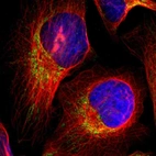 Immunofluorescent staining of human cell line U-2 OS shows localization to mitochondria.