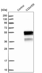 Western blot analysis in control (vector only transfected HEK293T lysate) and C22orf29 over-expression lysate (Co-expressed with a C-terminal myc-DDK tag (~3.1 kDa) in mammalian HEK293T cells, LY411106).