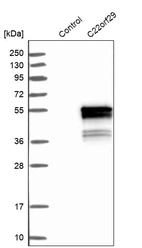 Western blot analysis in control (vector only transfected HEK293T lysate) and C22orf29 over-expression lysate (Co-expressed with a C-terminal myc-DDK tag (~3.1 kDa) in mammalian HEK293T cells, LY411106).